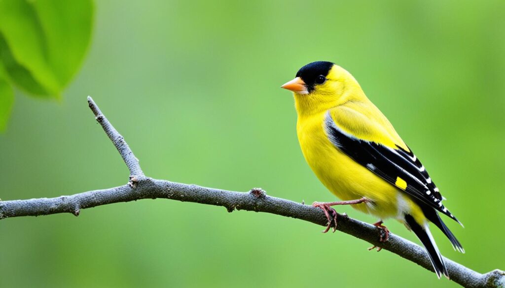 American Goldfinch