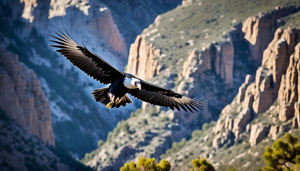 California Condor