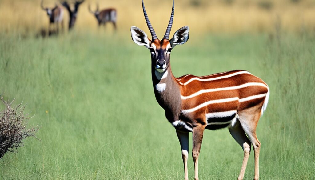 Nyala Antelope