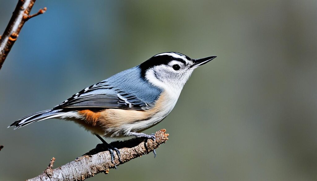 White-breasted Nuthatch