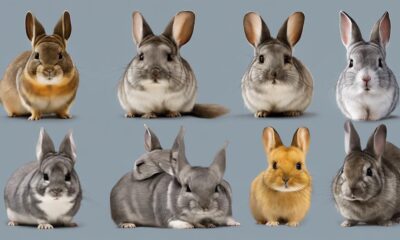 animal comparison for rabbits