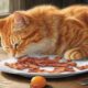 bacon and cats diet