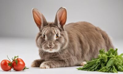 benefits of feeding rabbits