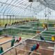 bird breeders in oklahoma
