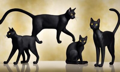 black cat breed information