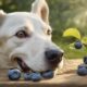 blueberries safe for dogs