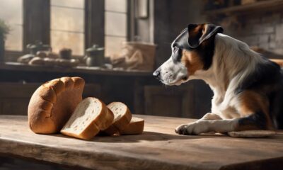 bread and dogs health
