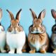 bunny vs rabbit vs hare