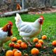 can chickens eat persimmons
