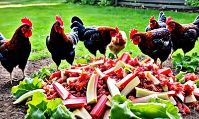can chickens eat rhubarb