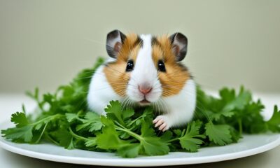 can hamsters eat cilantro