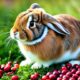 can rabbits eat cranberries
