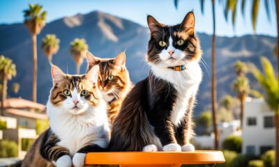 cat breeders in california