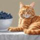 cats and blueberries question