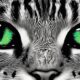 cats exceptional night vision