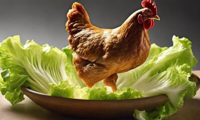 chickens and iceberg lettuce
