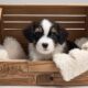 crate training for puppies