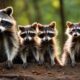 cute raccoon family photo