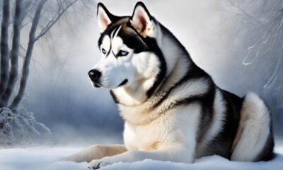 distinctive wintermist siberian huskies