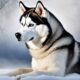 distinctive wintermist siberian huskies