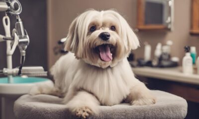 dog grooming services guide