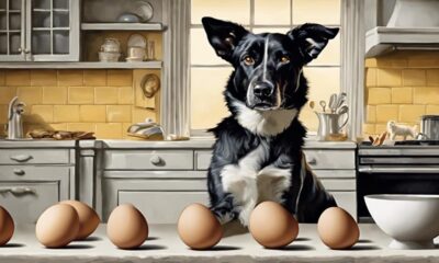dog s safe weekly egg consumption