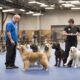 dog training career guide