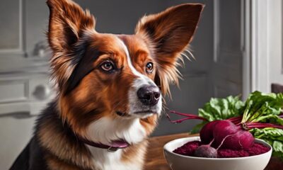 dogs and beet consumption