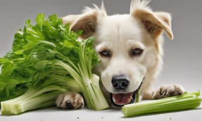 dogs and celery safety