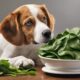 dogs and spinach safety