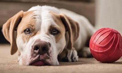 durable toys for chewers