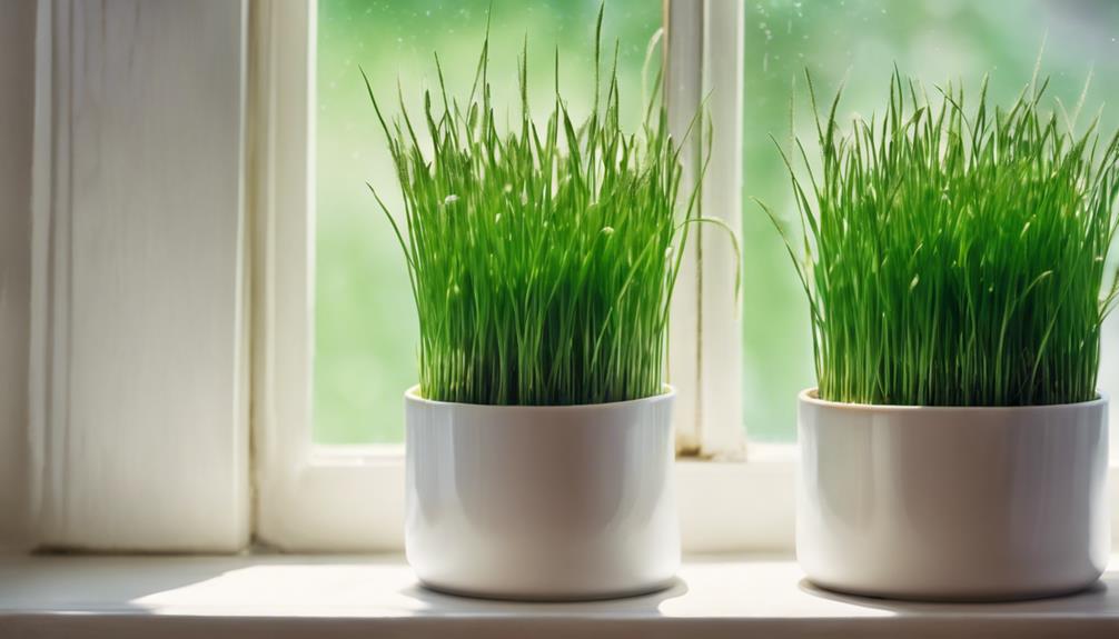 edible grass for cats