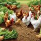 feeding chickens romaine lettuce