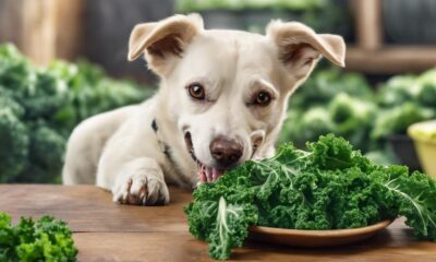 feeding dogs nutritious kale