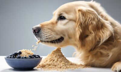 feeding dogs oatmeal safely