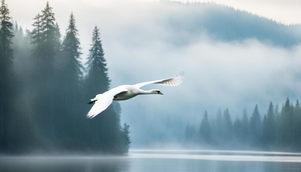 flying swan species