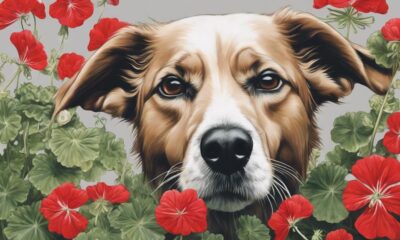 geranium toxicity in dogs