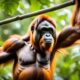 how strong are orangutans