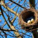 how to tell if a mother bird has abandoned her nest
