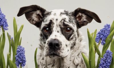 hyacinth toxicity in canines
