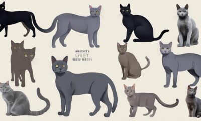 learn about popular feline breeds