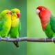 lovebirds vs parakeets