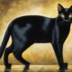 mesmerizing black cat breeds