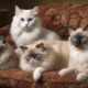 minnesota s top feline breeders