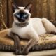 naming your siamese cat