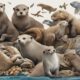 otter like animals comparison query