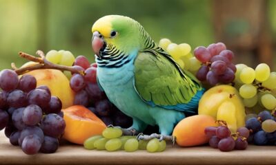 parakeets eating grapes safely