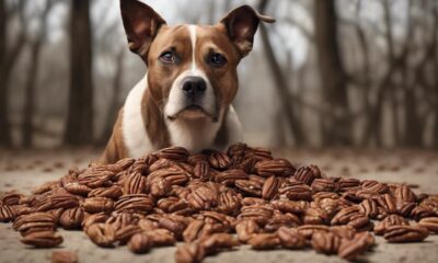 pecans and dogs health