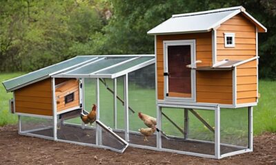 protecting chickens from harm