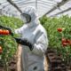 protecting tomato plants naturally